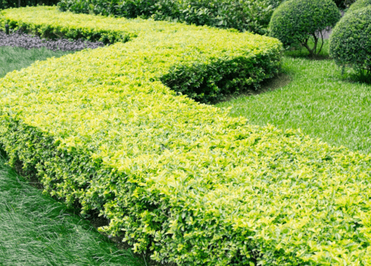 Jardin Français