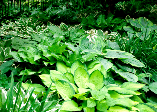 Jardin de type sous-bois